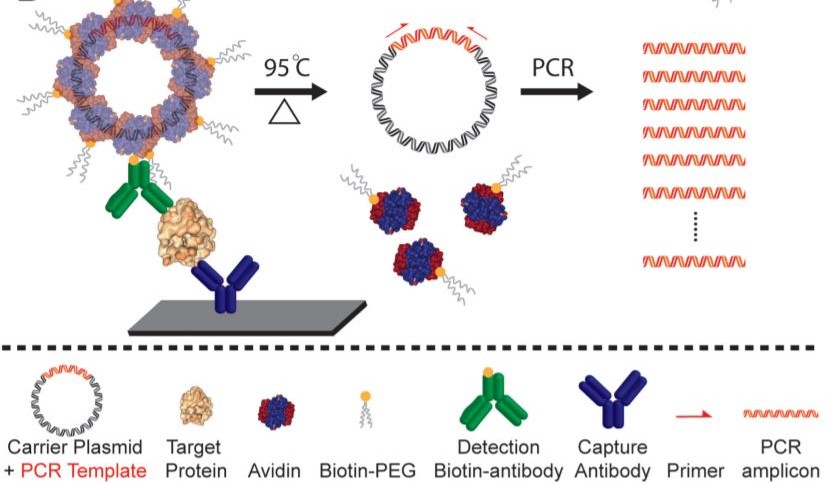 Biomolecular Recognition – The Willson Lab